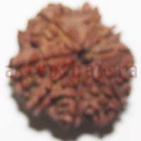 8 mukhi 27983 22.1mm
